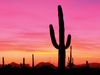 Organ Pipe Cactus National Monument