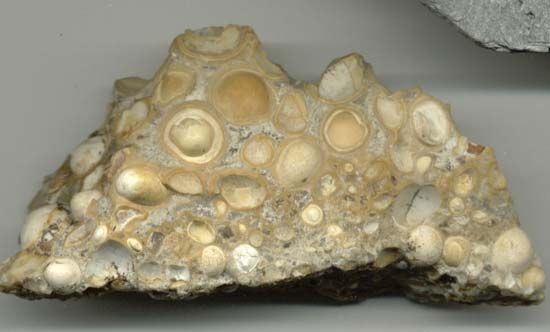 pisolitic limestone