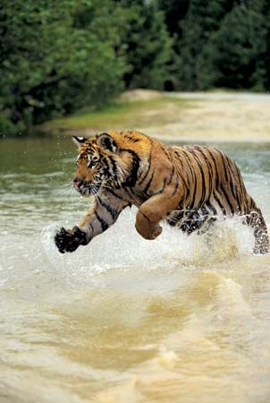 Bengal tiger (Panthera tigris tigris)