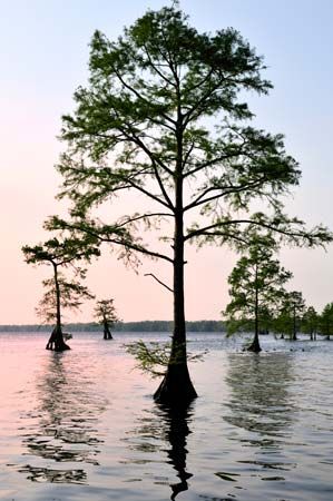 bald cypress trees