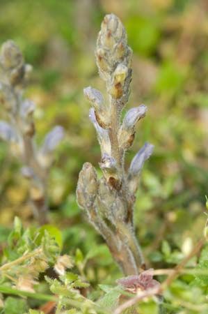 Parasitic broomrape