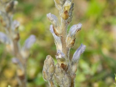 Parasitic broomrape