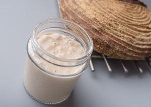 sourdough starter