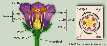 floral diagram