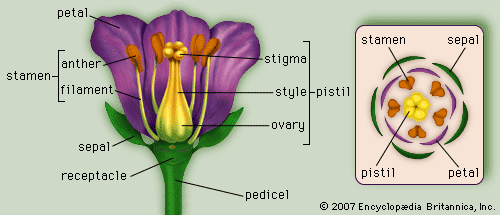 (Left) Generalized flower with parts; (right) diagram showing arrangement of floral parts in cross section at the flower's base.