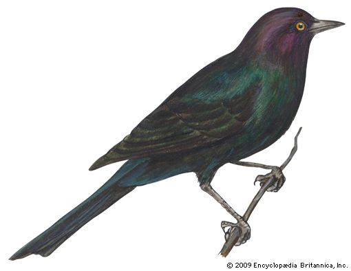 Brewer's blackbird