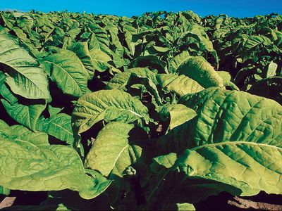 tobacco plant