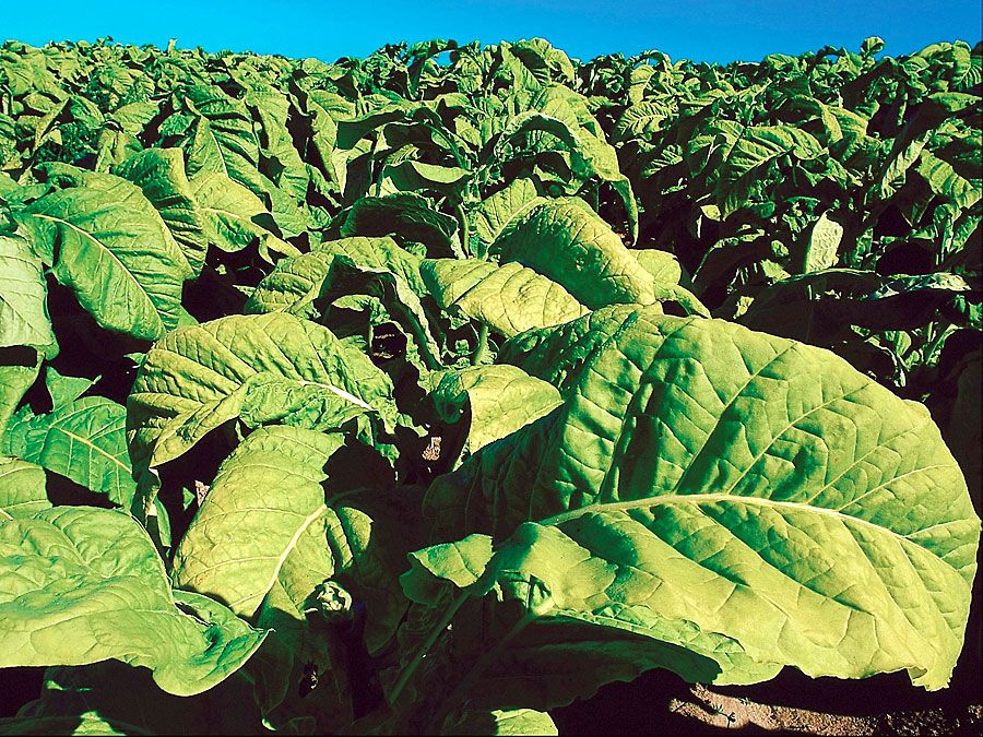 Close-up of tobacco plants in Ontario, Canada. Tobacco, Nicotiana, cured leaves used after processing in various ways for smoking, snuffing, chewing, and extracting of nicotine.