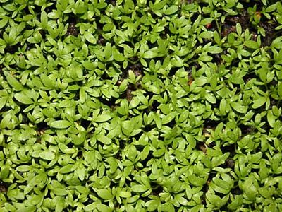 garden cress