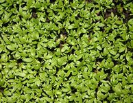 garden cress