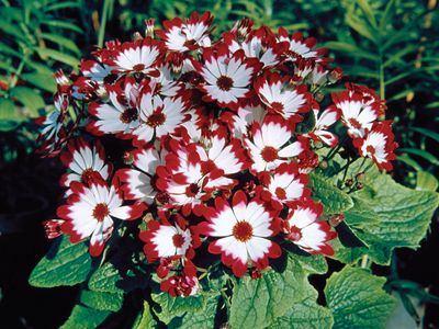 Cineraria (Senecio cruentus)