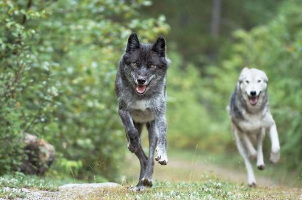 Gray wolf. Grey wolf. Timber wolf. Canis lupus. Canidae. Wolves. Two gray wolves running in forest near Golden, British Columbia, Canada.