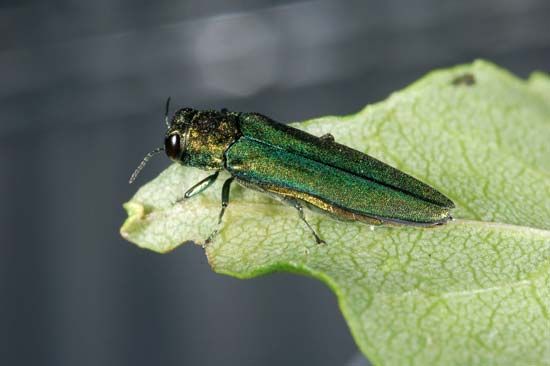 emerald ash borer