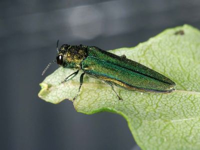 emerald ash borer