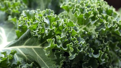 curly kale. Kale or borecole (Brassica oleracea Acephala Group) a loose leafed, edible plant derived from the cabbage. vegetable