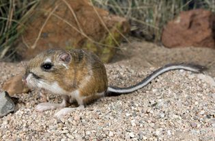 Kangaroo rat