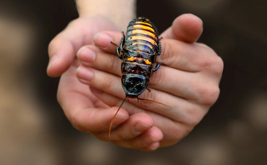 Madagascar hissing cockroach