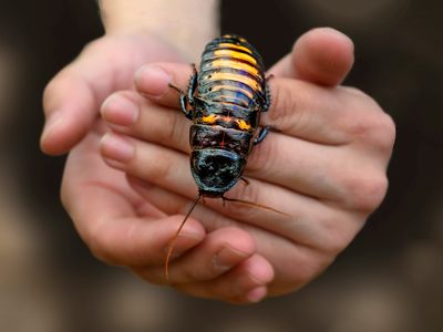 Madagascar hissing cockroach