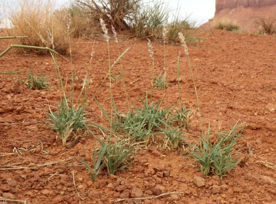 James's galleta grass