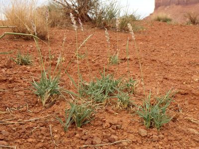 James's galleta grass