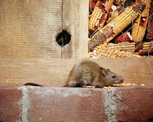 brown rat