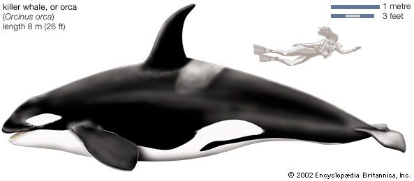 Orca, or killer whale (Orcinus orca).