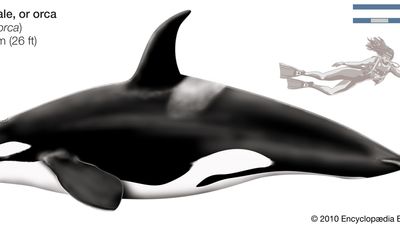 Orca, or killer whale (Orcinus orca).