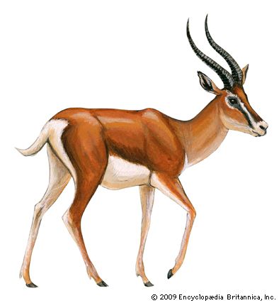 Grant's gazelle