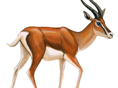 Grant's gazelle