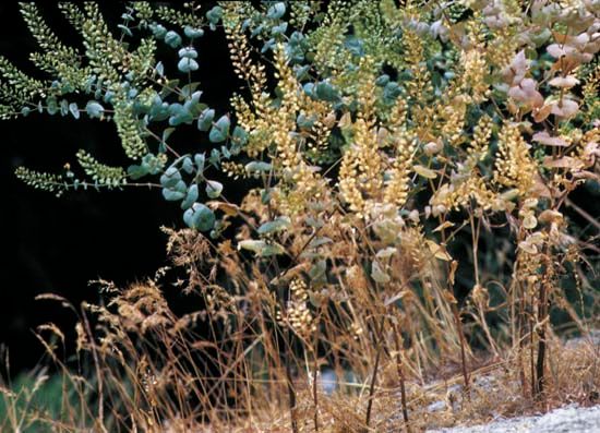 Peppergrass (Lepidium perfoliatum)