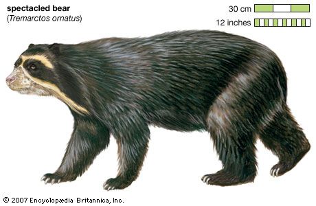 spectacled bear