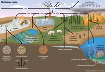 methane cycle