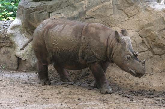 Sumatran rhinoceros