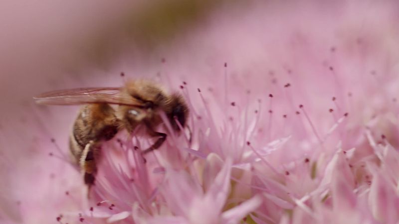 Demystified: What happens when all the bees died