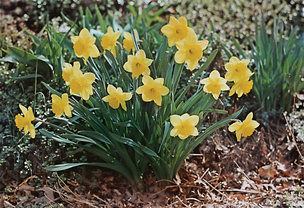 Daffodil (Narcissus pseudonarcissus)