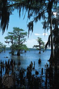 Spanish moss on bald cypress trees