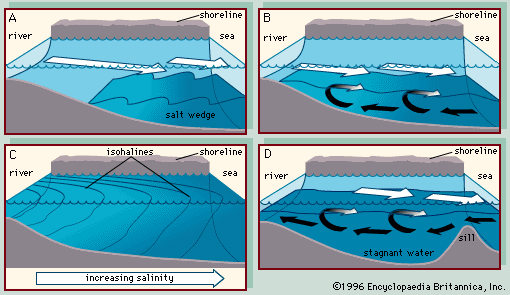 Four main types of estuaries: (A) salt wedge estuary, (B) partially mixed estuary, (C) vertically homogeneous estuary, and (D) fjord (black arrows indicate salt water and white arrows fresh).