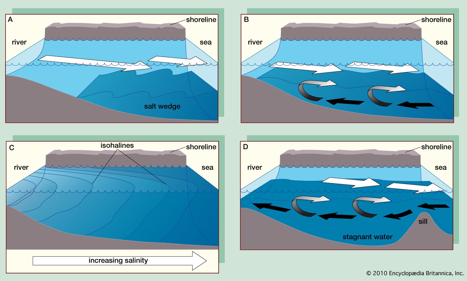 Four main types of estuaries: (A) salt wedge estuary, (B) partially mixed estuary, (C) vertically homogeneous estuary, and (D) fjord (black arrows indicate salt water and white arrows fresh).