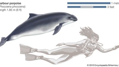 Harbour porpoise (Phocoena phocoena).