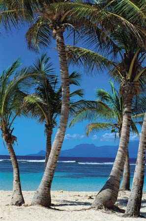 palm trees in Guadeloupe