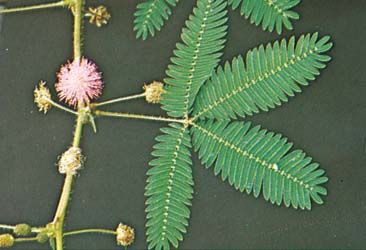 Unstimulated sensitive plant (Mimosa pudica)