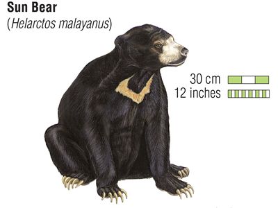 sun bear (Helarctos malayanus)