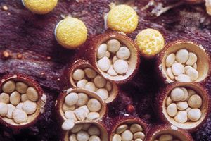 bird's-nest fungi