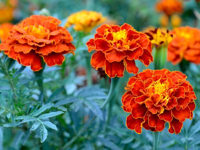 French marigold