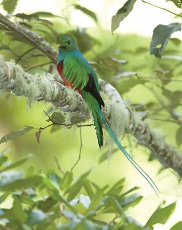 resplendent quetzal