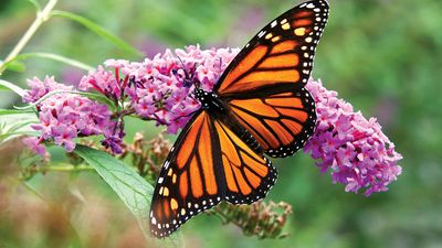 Monarch butterfly on Buddleja