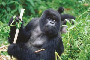 mountain gorilla