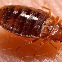 Lateral view of an adult bedbug, Cimex lectularius, as it was in the process of ingesting a blood meal from the arm of a voluntary human host. Photo dated 2006.