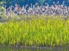 Can reed beds clean contaminated groundwater?