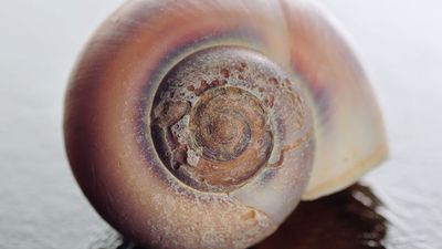 Sea shell of sea snail in close up showing damage and pitting.